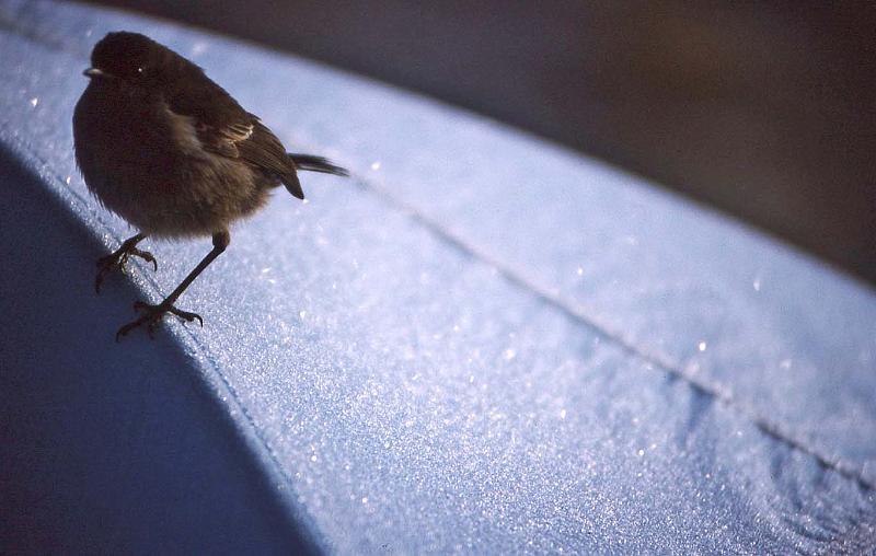 WT 1400 217-13 Kenya.jpg